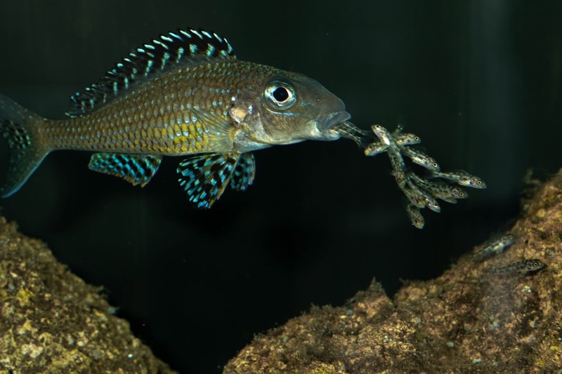 Xenotilapia papilio 'Tembwe Deux'